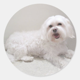 Adesivo Salvamento (maltês) branco pequeno do cão