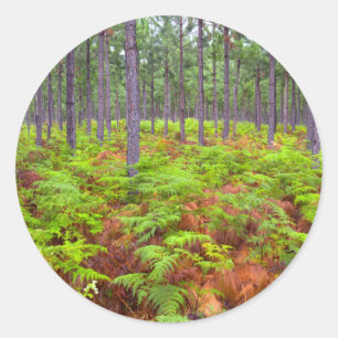 Adesivo Samambaia Comum (Pteridium Aquilinum) Crescendo