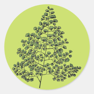 Adesivo Samambaia de Maidenhair