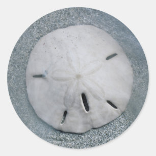 Adesivo Sanddólar na praia  Sanibel Island, Florida