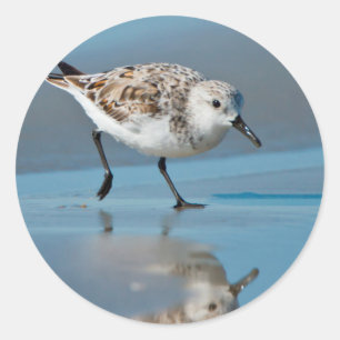 Adesivo Sanderling (Calidris Albe) se Alimentando na Praia