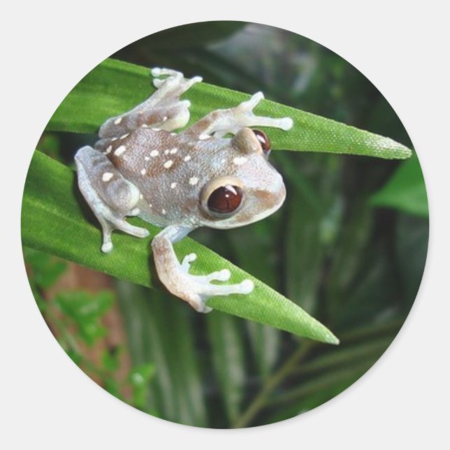 Adesivo Sapo (Frente)