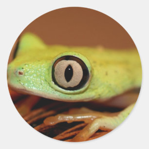 Adesivo sapo de árvore