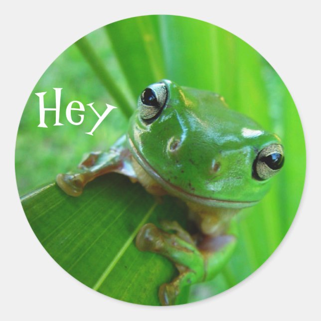 Adesivo Sapo de árvore (Frente)