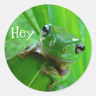Adesivo Sapo de árvore