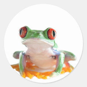 Adesivo sapo de árvore