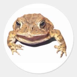 Adesivo Sapo de desaprovação