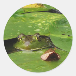 Adesivo Sapo e Lily Pads
