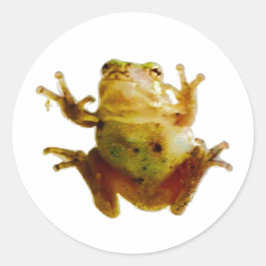 Adesivo Sapo engraçado, Froggie Toad 4Fred