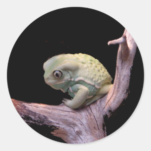 Adesivo Sapo Waxy do macaco