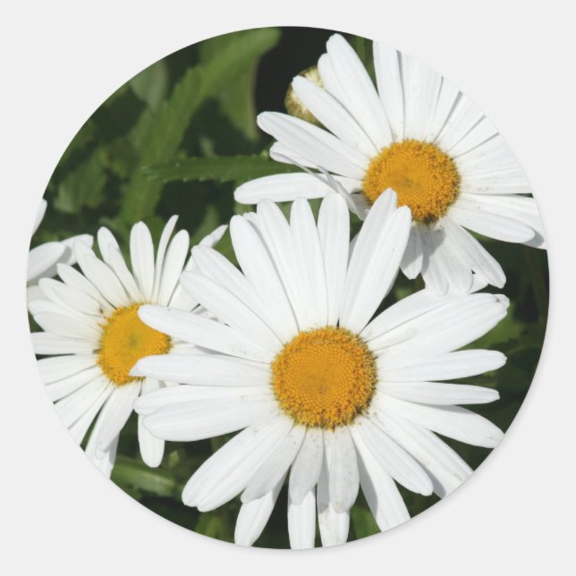 Adesivo Saquetas Shasta Daisy (Frente)