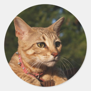 Adesivo Savannah Cat Round Sticker