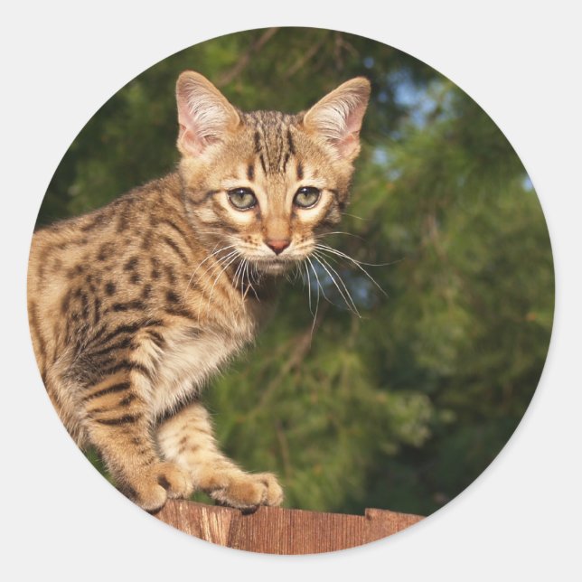 Adesivo Savannah Cat Round Sticker (Frente)