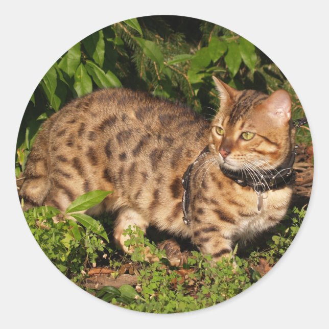 Adesivo Savannah Cat Round Sticker (Frente)