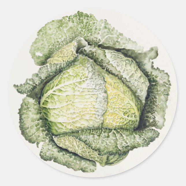 Adesivo Savoy Cabbage (Frente)