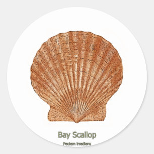 Adesivo Scallop Shell da baía
