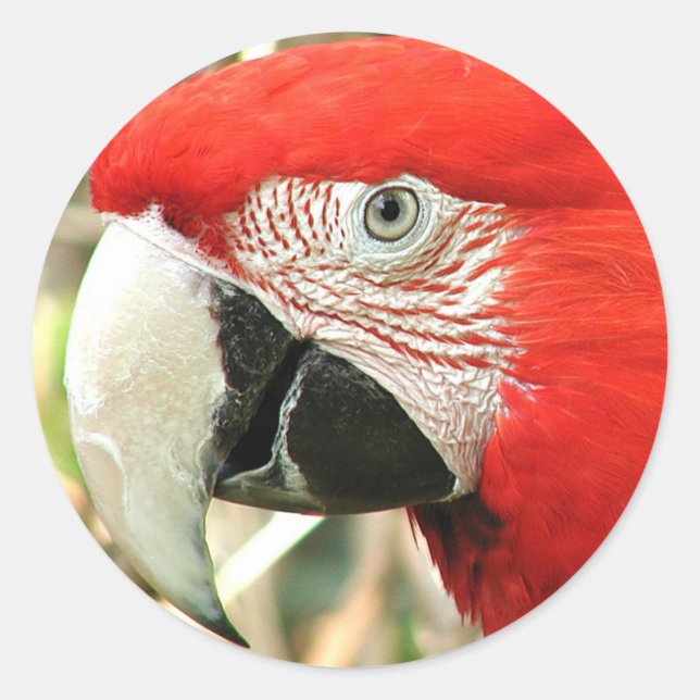 Adesivo Scarlet Macaw (Frente)