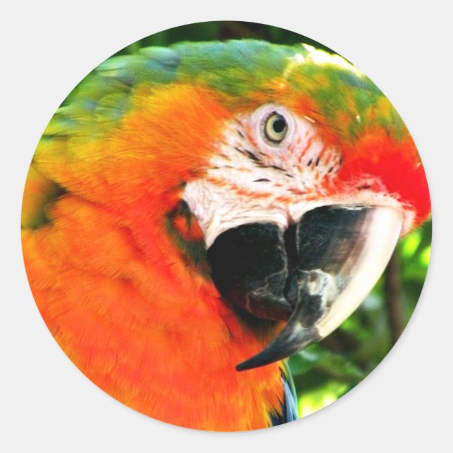 Adesivo Scarlet Macaw Stickers (Frente)
