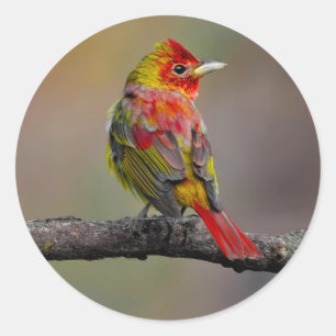Adesivo Scarlet Tanager Molting - Fotografia original