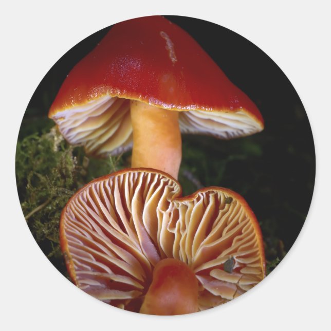 Adesivo Scarlet Waxcap Mushroom (Frente)