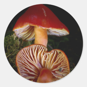 Adesivo Scarlet Waxcap Mushroom