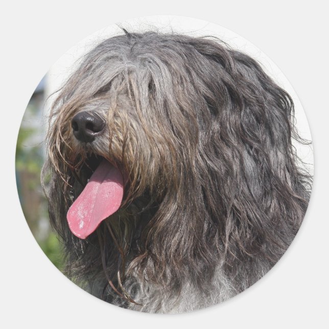 Adesivo schapendos (Frente)