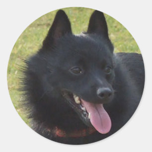 Adesivo Schipperke