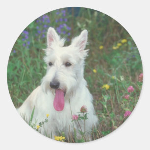 Adesivo Scottish Terrier de Wheaton
