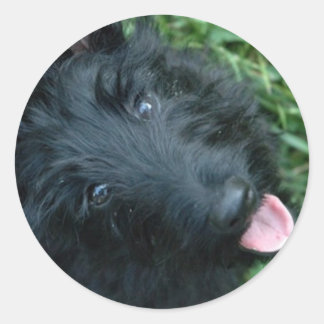 Adesivo Scottish Terrier in Grass - Cute Scotty