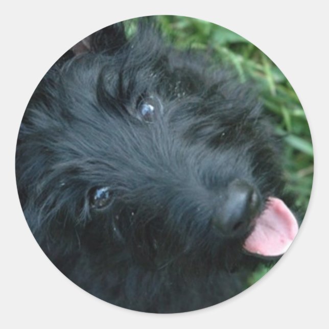 Adesivo Scottish Terrier in Grass - Cute Scotty (Frente)