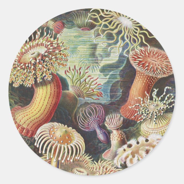 Adesivo Sea Anemones, Actiniae Seeanemonen Ernst Haeckel (Frente)