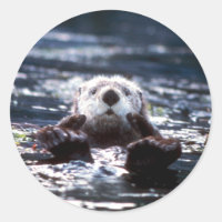Sea Otter Natação