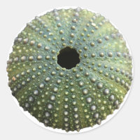 Sea Urchin Shell
