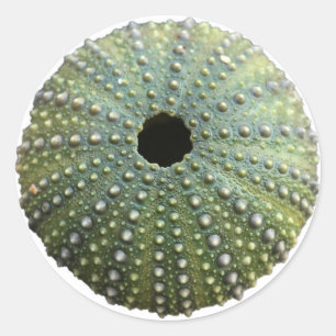Adesivo Sea Urchin Shell