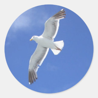 Adesivo Seagull
