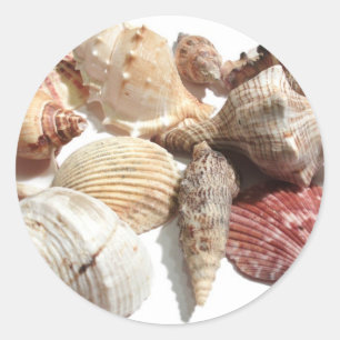 Adesivo Seashells