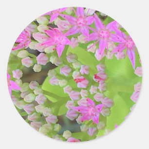 Adesivo Sedum Suculto Rosa Quente com Folhas Verdes Inchad