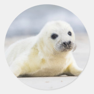 Adesivo Selo de bebê das imagens de Getty