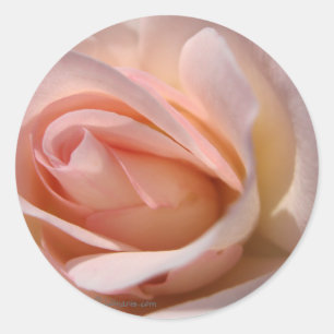 Adesivo Selo de Convite Rosa Rosa Rosa Rosa Rosa Rosa