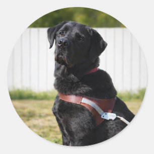 Adesivo Selo de Envelope de Cão Guia – Labrador Preto Sabe