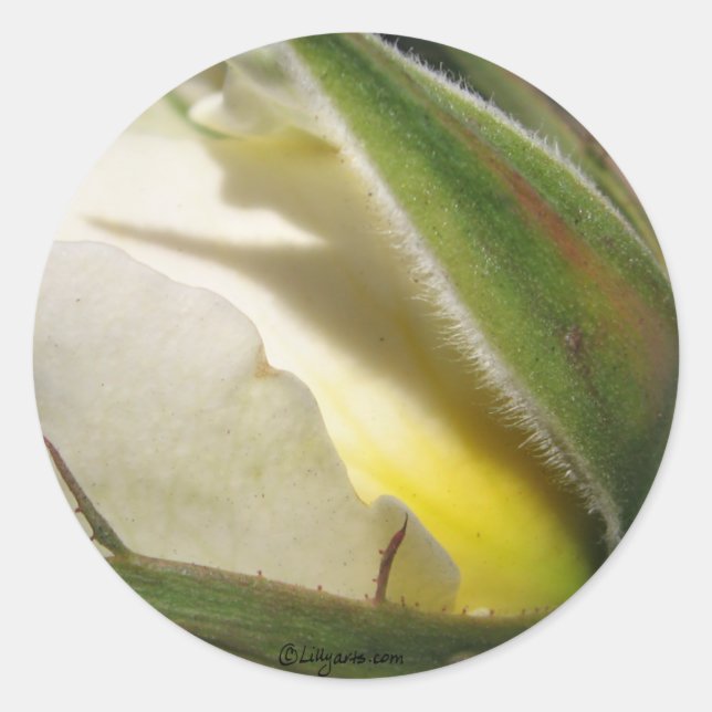 Adesivo Selo de Envelope de Casamento Rosa Branca (Frente)