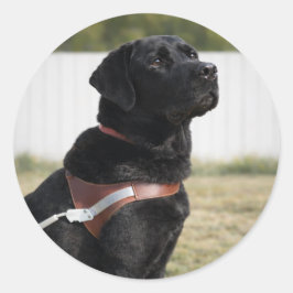 Adesivo Selo de Envelope de Formatura de Cão Guia Labrador