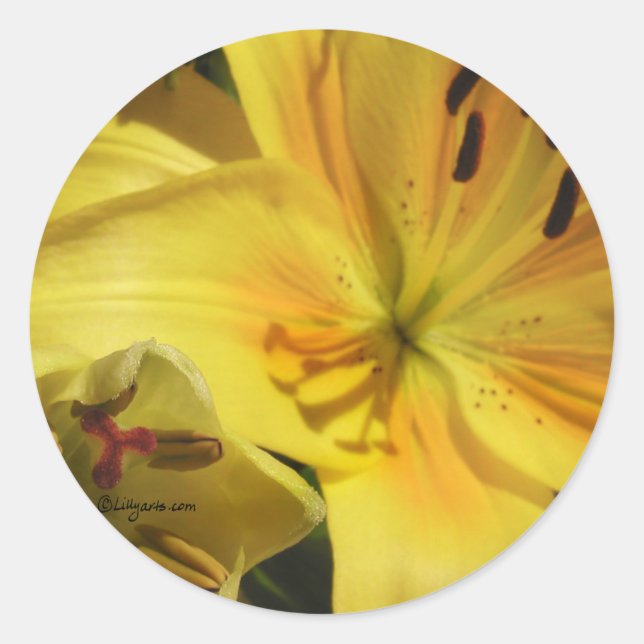 Adesivo Selo de Envelope Lily Amarelo (Frente)