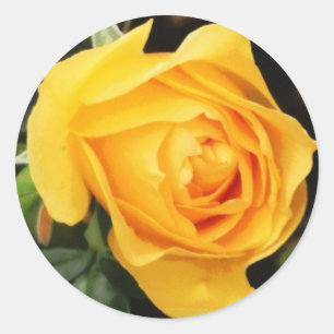 Adesivo "Selo do envelope do rosa amarelo"