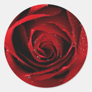 Adesivo Selos da rosa vermelha