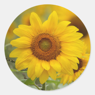 Adesivo Selos De Envelope De Flor De Girassol