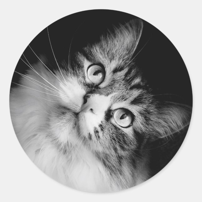 Adesivo Selos de Envelope de Gato Siberiano (Frente)
