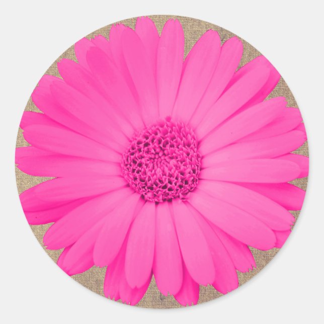 Adesivo Selos Rustic Hot Pink Gerber Daisy Round Stickers (Frente)