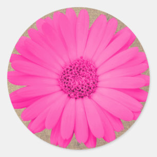 Adesivo Selos Rustic Hot Pink Gerber Daisy Round Stickers