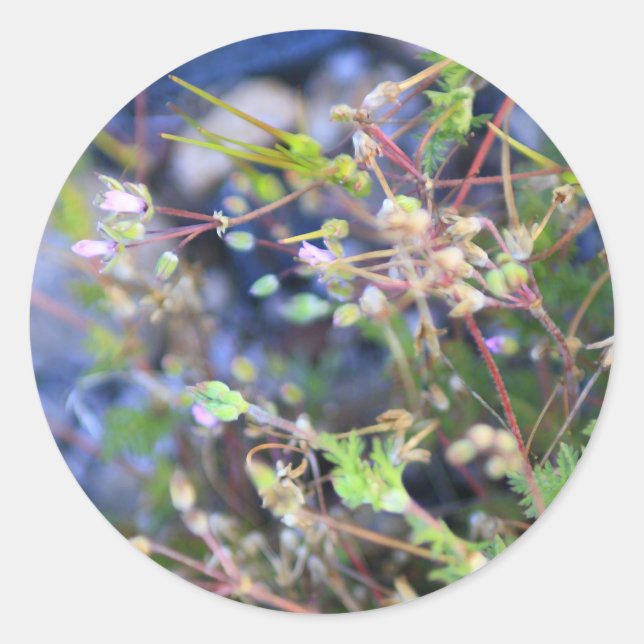 Adesivo Sementes (Frente)